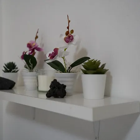 Free Flat Apartment